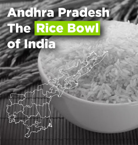 The Rice Bowl of India
